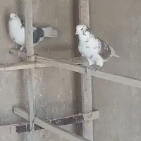 کبوتر پرشی ،پلاکی