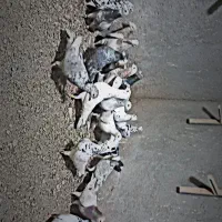 سار سرور آرتیست