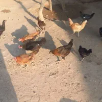 مرغ خروس جوان
