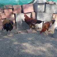 فروش خروس.و جوجه خروس محلی|حیوانات مزرعه|کهنوج, |دیوار