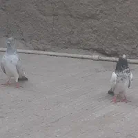 دوعدد نر فروشی|پرنده|چابهار, |دیوار