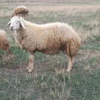 قوچ دامازلخ|حیوانات مزرعه|سراب, |دیوار