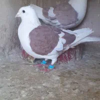 کفتر،گراف سرخ جفتگاه