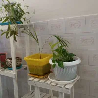 استند گل سالم و بدون زدگی و خرابی