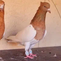 ۳تا کبوتر باهم