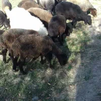 فروش بره نر افشار جنس خوب وبز اسرائیلی|حیوانات مزرعه|قیدار, |دیوار