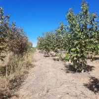 باغ گردو وبادام|فروش دفتر صنعتی، کشاورزی، تجاری|ایلام, |دیوار