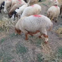 قوچ شیرازی