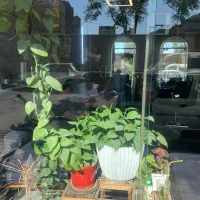 گل با گلدون