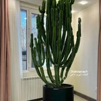کاکتوس. بزرگ و تنه محکم