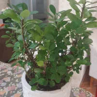 گل مرجان شاداب و سرحال با گلدان