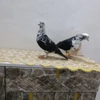 سوسکی بزک ، کفتر کبوتر