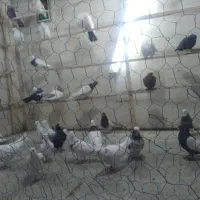 کبوتر|پرنده|دورود, |دیوار