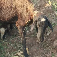 میش نیم گوشت