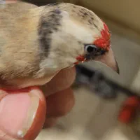 سهره