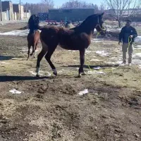 کره مادیان 20ماهه دره شوری درجه یک
