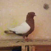 کبوتر گمشده مژدگانی دارد|حیوانات|الوند, |دیوار