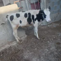 گوساله نر