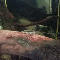 ماهی فایتر و کت فاروولا چانا بلو پالچرا