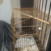 قفس معامله با عروس هلندی