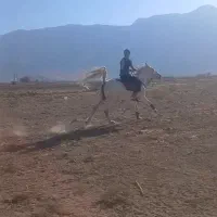 مادیون ترکی سر دم گیر