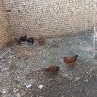 تعدادی مرغ و مرغ لاری کرچ با جوجه