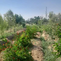 زمین کشاورزی ۲۵۰ متری