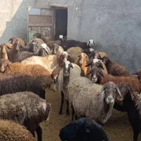 فروش میش آبستن جوان|حیوانات مزرعه|کمیجان, |دیوار