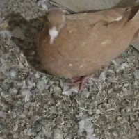 ماده کارل مولیمنز|پرنده|تربت‌حیدریه, بالا ولایت|دیوار