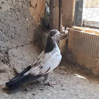 کر ماده ۵ ۶ پری پرشی به شرط کفتر|پرنده|اصفهان, خانه اصفهان|دیوار