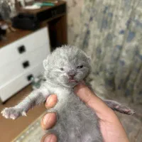 گربه اسکاتیش اقساط و نقد