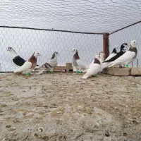 9تا کبوتر آس