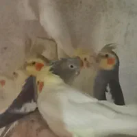 عروس مولد ۱۰۰ درصد گله ای|پرنده|چمستان, |دیوار