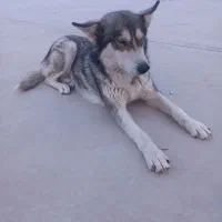 واگذاری سگ هاسکی|سگ|نیشابور, قلعه نو|دیوار