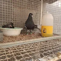 کبوتر رنگی|پرنده|گله دار, |دیوار