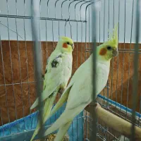 پرنده|پرنده|جهرم, |دیوار