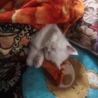 گربه اسکاتیش