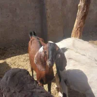 بز پاکستانی پنج آبی|حیوانات مزرعه|رفسنجان, |دیوار