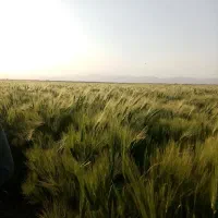 فروش ۱۵ هکتار زمین کشاورزی وگلخانه در بیضا|فروش زمین و ملک کلنگی|بیضا, |دیوار