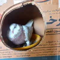 کبوتر، کفتر، از همه مدل  دونه ای  ۲۵۰. انتخاب کن