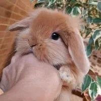 خرگوش لوپ|موش و خرگوش|کرج, حصارک بالا|دیوار