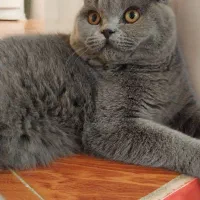 ۱۲ تومان|گربه|شاهین دژ, |دیوار