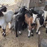 کهره نر
