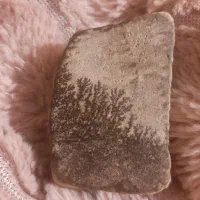 سنگ شجر باستانی