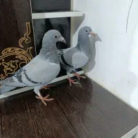 کبوتر|پرنده|نگین شهر, |دیوار