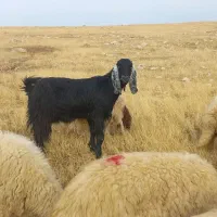 بزداشی درشت هیکل سه مه آبستن