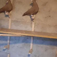 کفتر سرخ بهبهونی