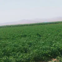 تاکستان زمین کشاورزی برای اجاره یا شراکت|اجارهٔ دفتر صنعتی، کشاورزی، تجاری|اسفرورین, |دیوار