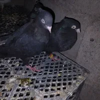 فروش کفتر زاغ