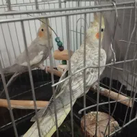 ۴تا عروس هلندی با۳تا تخم یک جفتش مولد هست|پرنده|شیراز, جمال آباد|دیوار